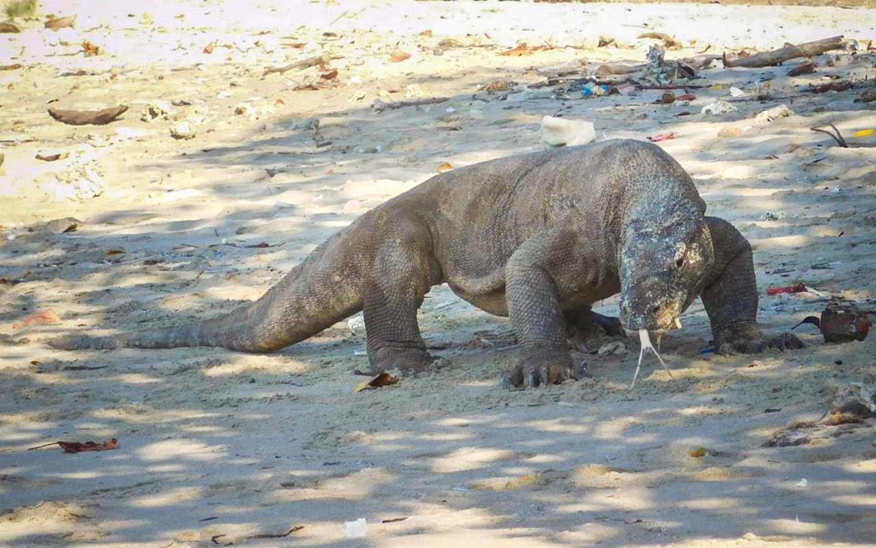 Komodo Dragon, Indonesia